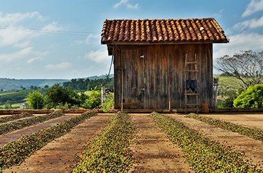 brazil-cerrado