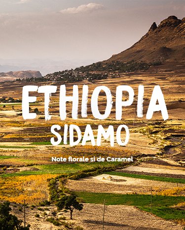 ethiopia sidamo