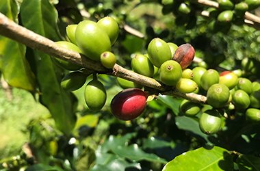 ethiopia-sidamo-a