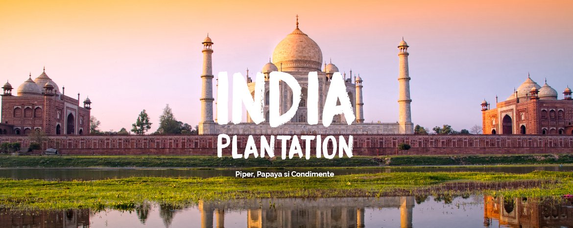 India plantation