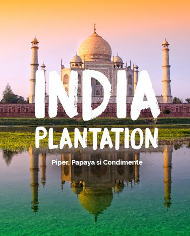 India plantation